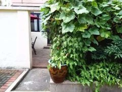 1BR Lane Apartment with Front Yard nr Changshu Rd Metro